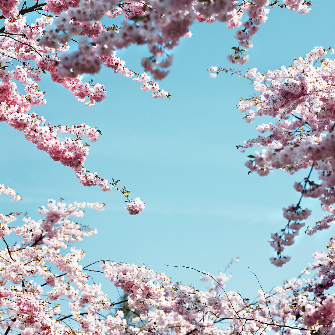 Pink cherry blossoms against blue sky. Pink cherry blossoms against blue sky