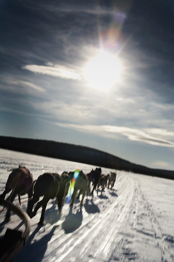Dog team pulling sled in snowy landscape. Dogsledding, Snow, Sun, Morning, Speed