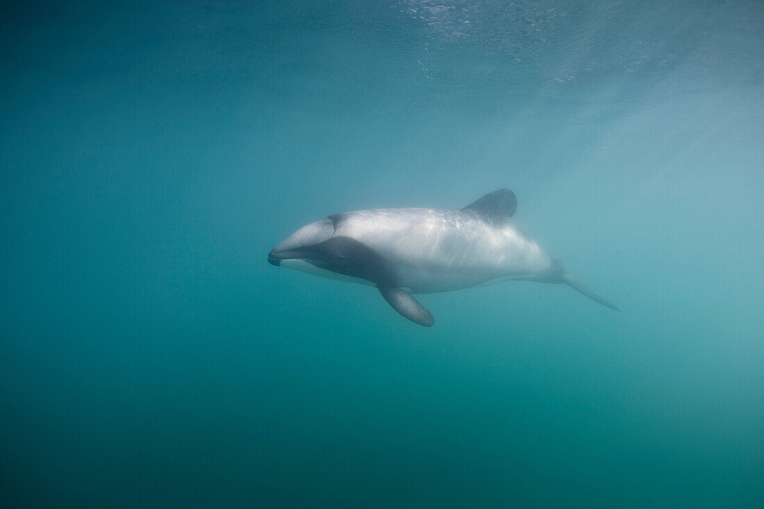 Hectors dolphin swimming underwater. Hector´s Dolphin Cephalorhynchus hectori The world