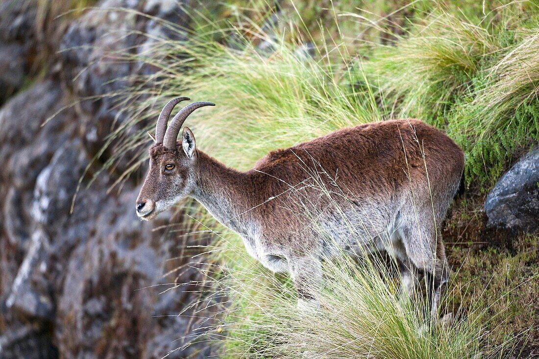 Walia Ibex or Ethiopien Ibex Capra walie, Simien Mountains National Park, female in the cliffs of the escarpment before sunrise  Due to habitat loss the Walia Ibex is very endangered, nowadays hunting and poaching has stopped nearly completely  Over all t