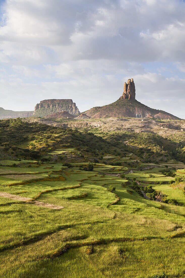 Landscape in the province Tigray, northern Ethiopia  During and after the rainy season, green fields and pasture are dominating Tigray  Corn, Sorghum, Teef local grain for injera, the typical Ethiopian bread are widespread  Africa, East Africa, Ethiopia