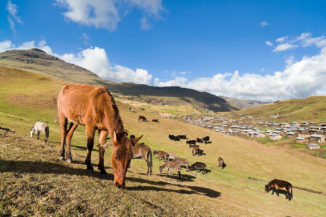 Herds grazing near the village of Arkwasiye in the Highlands of Ethiopia  Africa, East Africa, Ethiopia, October 2010