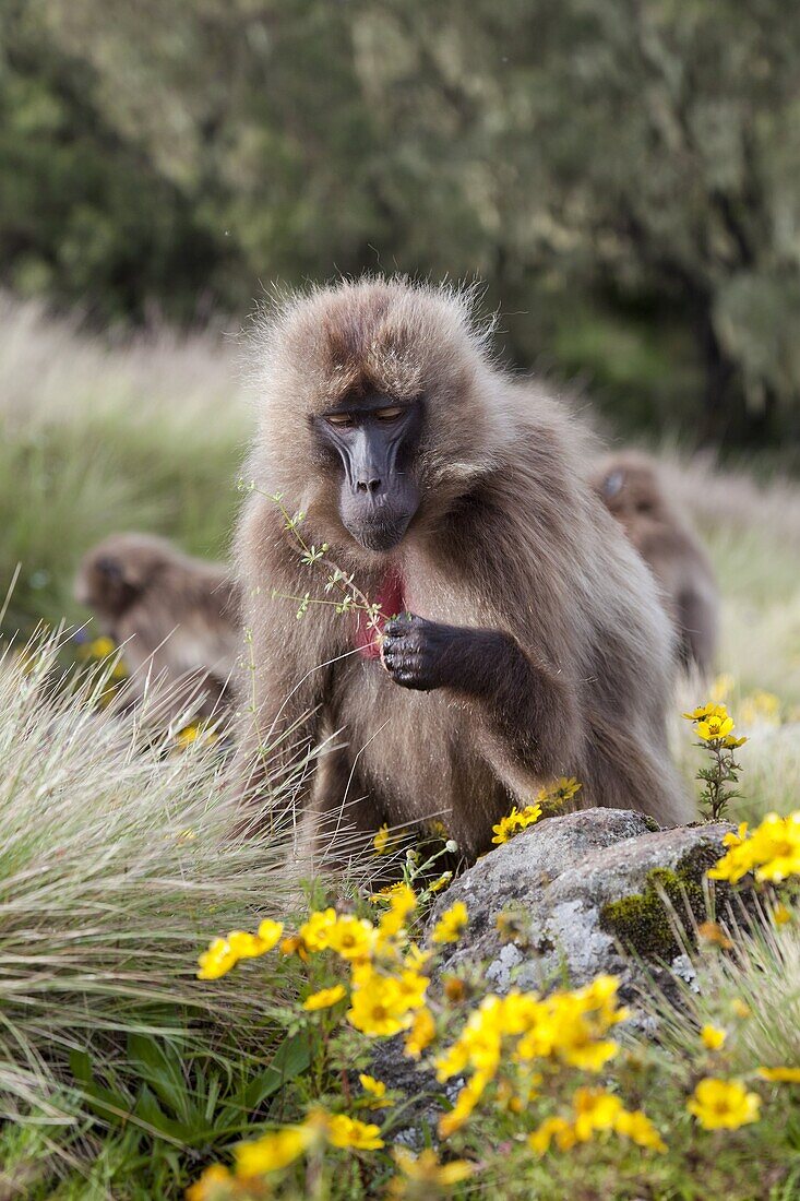 Gelada, Gelada Baboon or Ethiopian Lion Theropithecus gelada in the Simien Mountains National Park in Ethiopia  Geladas are an endemic primate species living in Ethiopia  Portrait amidst the yellow meskal flower  Living in the high mountain environment of