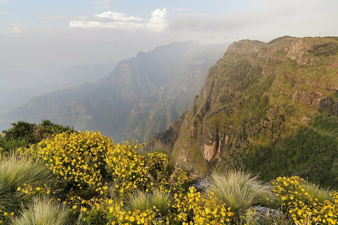 Landscape in the Simien Mountains National Park  Cushions of the yellow Meskal Meskel, mescel flower near the escarpment at Sankaber  The Simien Semien, Saemen, Simen Mountains National Park is part of the UNESCO World heritage and is listed in the red li