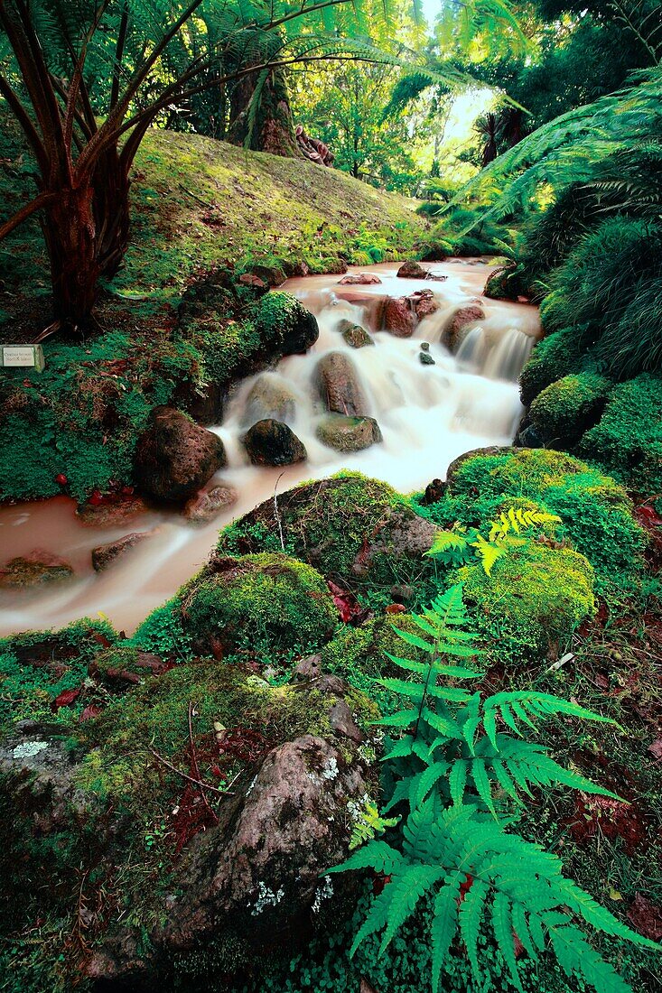 Stream of iron waters and lush green vegetation in Terra Nostra Park Parque Terra Nostra  Furnas, Sao Miguel island, Azores, Portugal