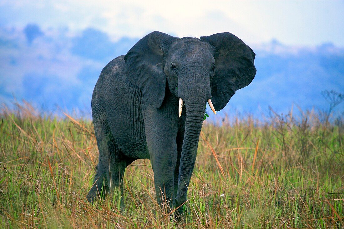African Elephant Loxodonta africana, Queen Elizabeth National Park, Uganda, East Africa