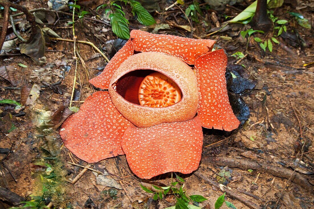 Rafflesia Flower  Rafflesia arnoldii