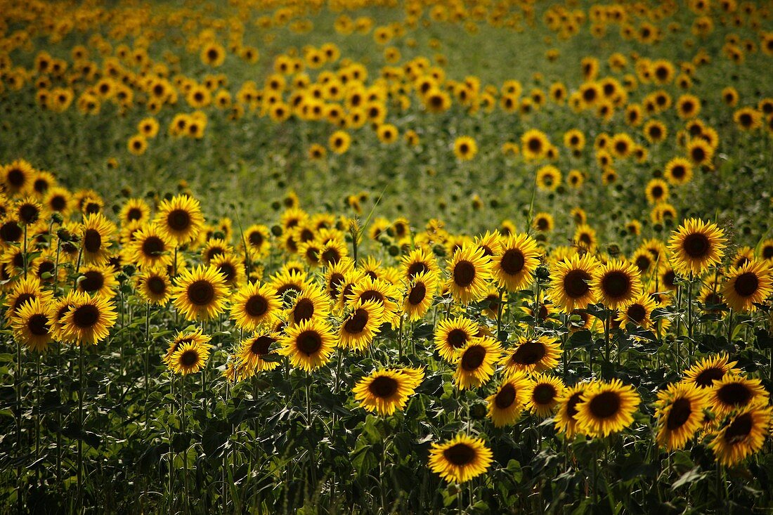 sunflower field in the evening light near Avignon, Provence, France, Europe