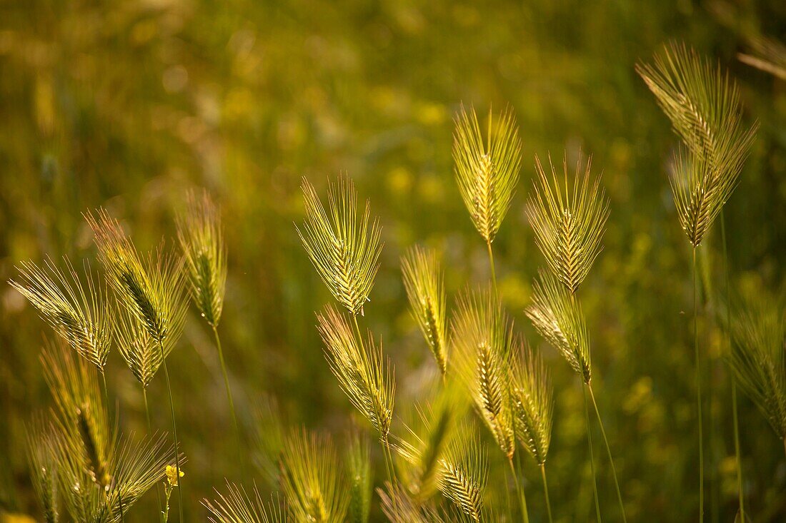 Cereal ears in the evening light, Sithonia, Chalkidiki, Greece