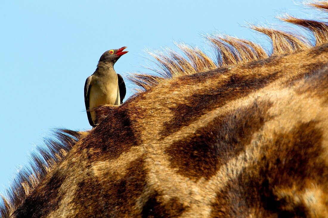 Red-billed Oxpecker Buphagus erythrorhynchus, on the giraffe back Giraffe camelopardalis, Kruger National Park, South Africa