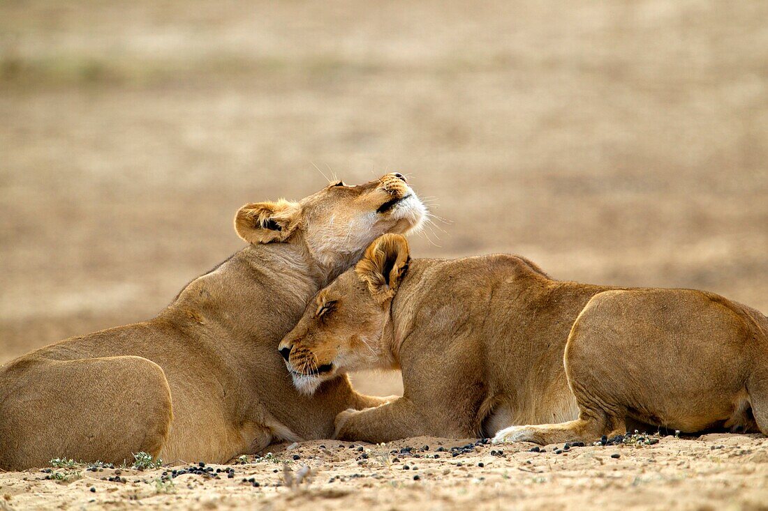 African Lions Panthera leo - Females, Kgalagadi Transfrontier Park, Kalahari desert, South Africa