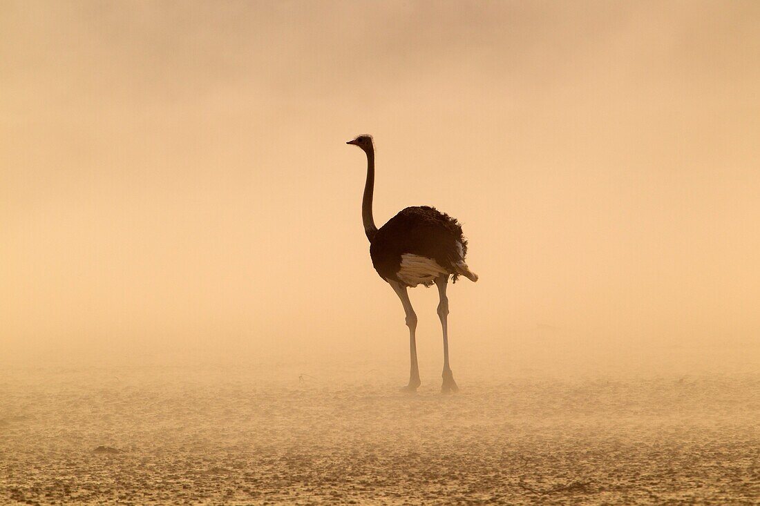 Common ostrich Struthio camelus, in the storm, Kgalagadi Transfrontier Park, Kalahari desert, South Africa