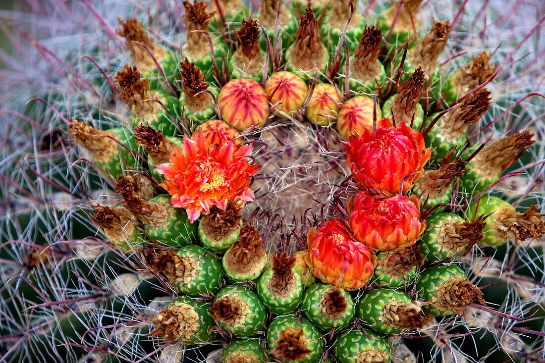 Forecactus wislizeri flowers, Sonora desert, Saguaro National Park Western section, Tucson, Arizona, USA