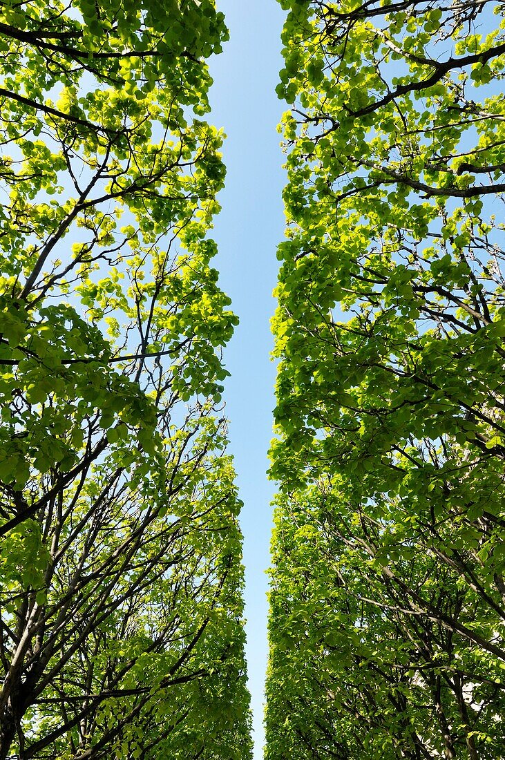 abstract, blue, blue sky, canopy, Color image, concept, day, green, line, nature, no people, outdoor, perspective, shape, sky, symmetrical, symmetry, tree, vertical, view from below, Worm´s eye view, XS5-1108452, AGEFOTOSTOCK
