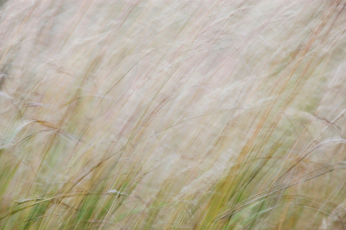 Abstract Grass