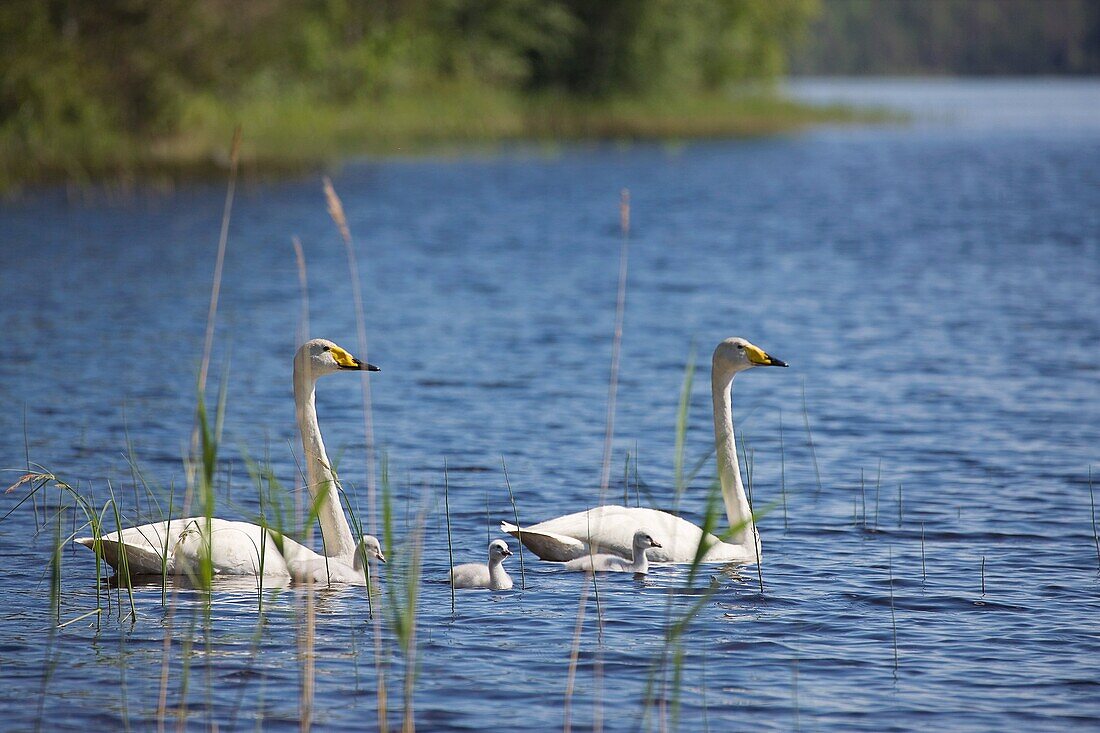 Whooper swans with squabs/Cygnus cygnus. Finland