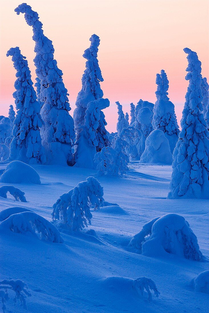 Winter landscape. Scandinavia