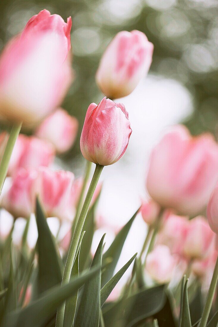 Pink Tulip