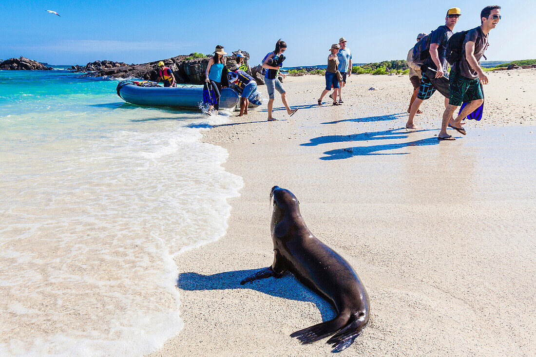 A sealion and tourists on the beach of the Island Tower of Genovesa, Galapagos, Ecuador, South America