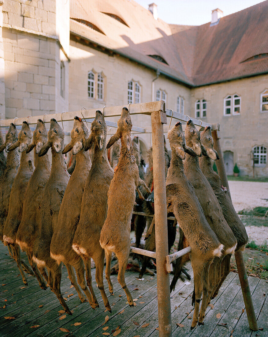 Hunted down roe deer hanging in a row, Schloss Frankenberg, Weigenheim, Middle Franconia, Bavaria, Germany, Europe