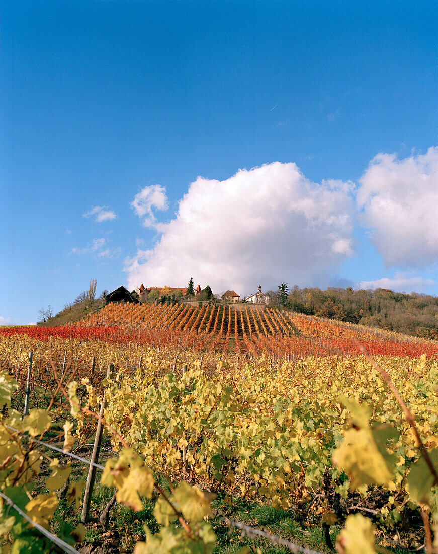 Weinberge des Weinguts Schloss Frankenberg, Weigenheim, Mittelfranken, Bayern, Deutschland, Europa