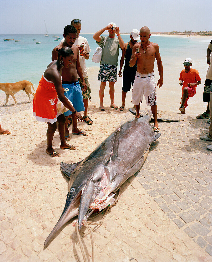 Fischer und Touristen posieren mit Blue Marlin am Pier Pontao, Hauptstrand in Santa Maria, Sal, Ilhas de Barlavento, Republic Kap Verde, Afrika