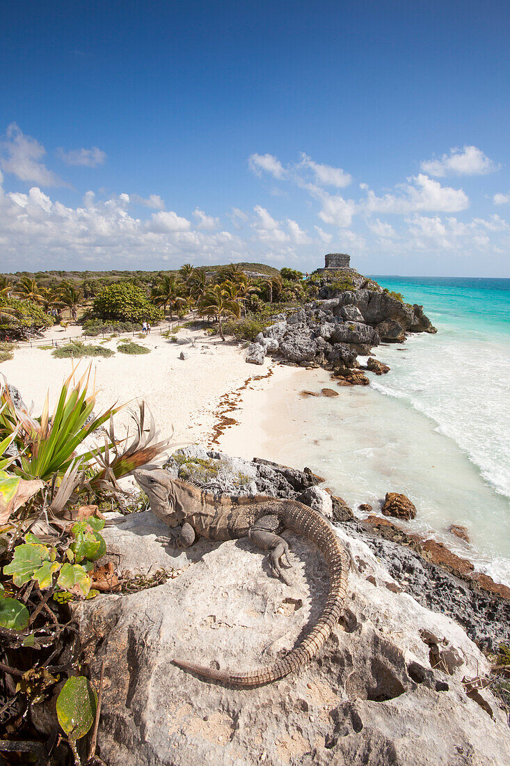 Ein Leguan sonnt sich auf einem Stein mit Blick auf die Ruinen von Tulum, Antike Gebäude der Maya Kultur am Strand, Tulum, Riviera Maya, Quintana Roo, Mexiko, Mittelamerika
