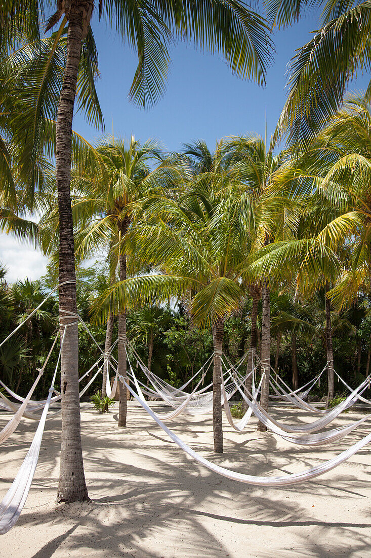 Hammocks hang from coconut trees at Xel-Ha Water Park, Tulum, Riviera Maya, Quintana Roo, Mexico