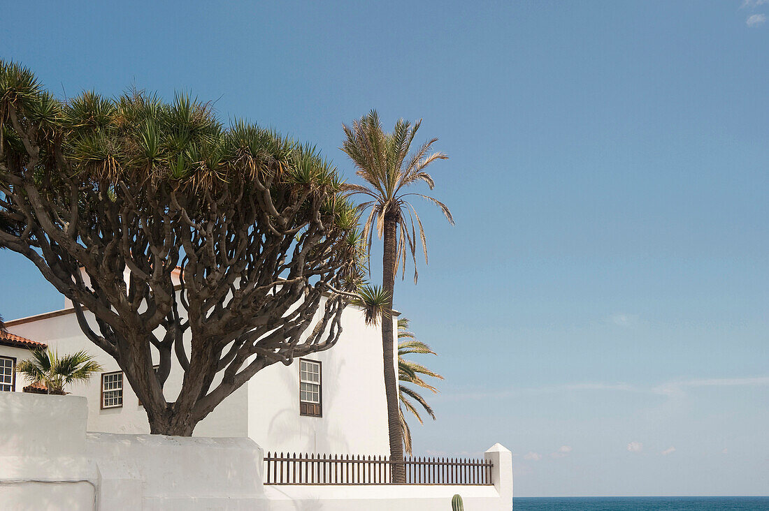 Historisches Stadthaus mit Drachenbaum, Puerto de la Cruz, Teneriffa, Kanarische Inseln, Spanien, Europa