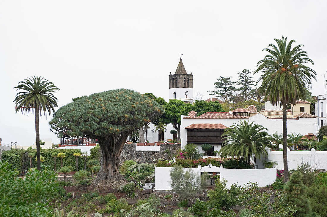 Houses and Dracaena tree, Icod de los Vinos, Tenerife, Canary Islands, Spain, Europe