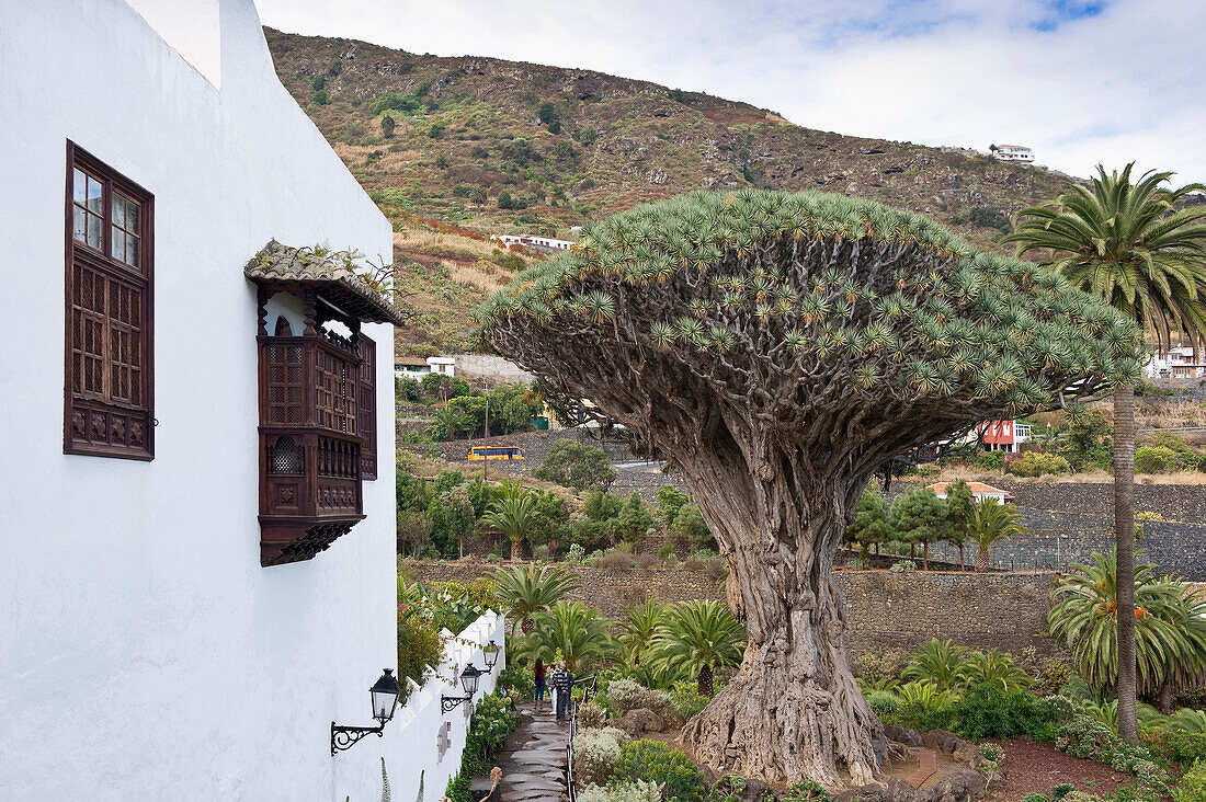 Dracaena tree next to a house, Icod de los Vinos, Tenerife, Canary Islands, Spain, Europe