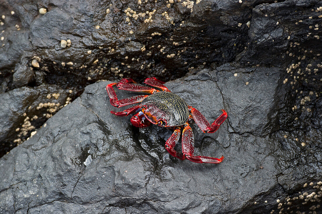 Rote Krabbe auf einem Felsen, Garachico, Teneriffa, Kanarische Inseln, Spanien, Europa