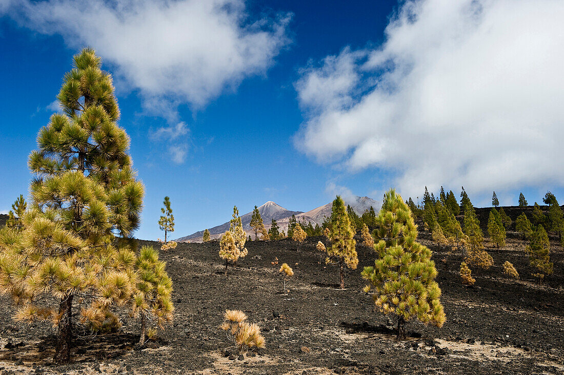 Mirador de Chio, Teide Nationalpark, Tenerife, Canary Islands, Spain, Europe