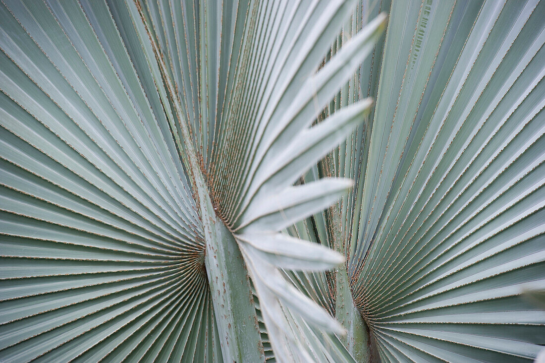 Washingtonia Palmblätter, Puerto de la Cruz, Teneriffa, Kanarische Inseln, Spanien, Europa