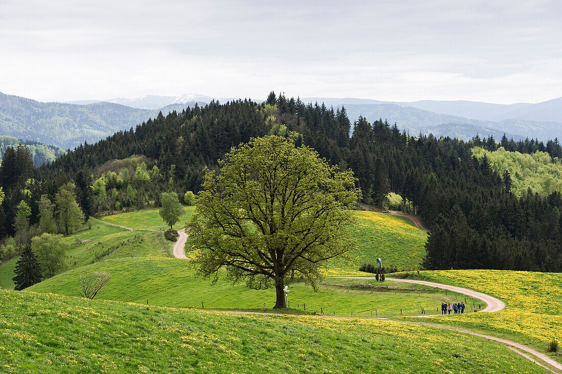 Landscape and hikers near Freiamt in spring, Black Forest, Baden-Wuerttemberg, Germany, Europe