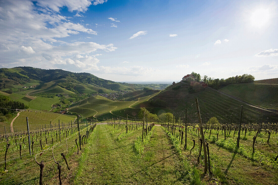 Vineyards and Staufenberg Castle, Durbach, Ortenau, Black Forest, Baden-Wuerttemberg, Germany, Europe