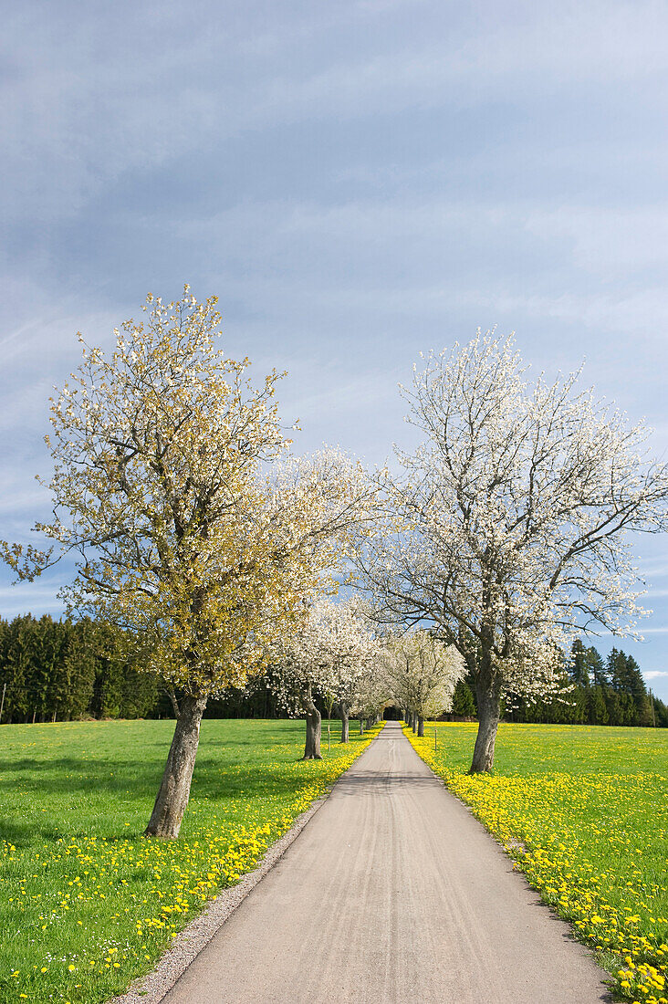 Blühende Kirschbäume unter Wolkenhimmel, Schwarzwald, Baden-Württemberg, Deutschland, Europa