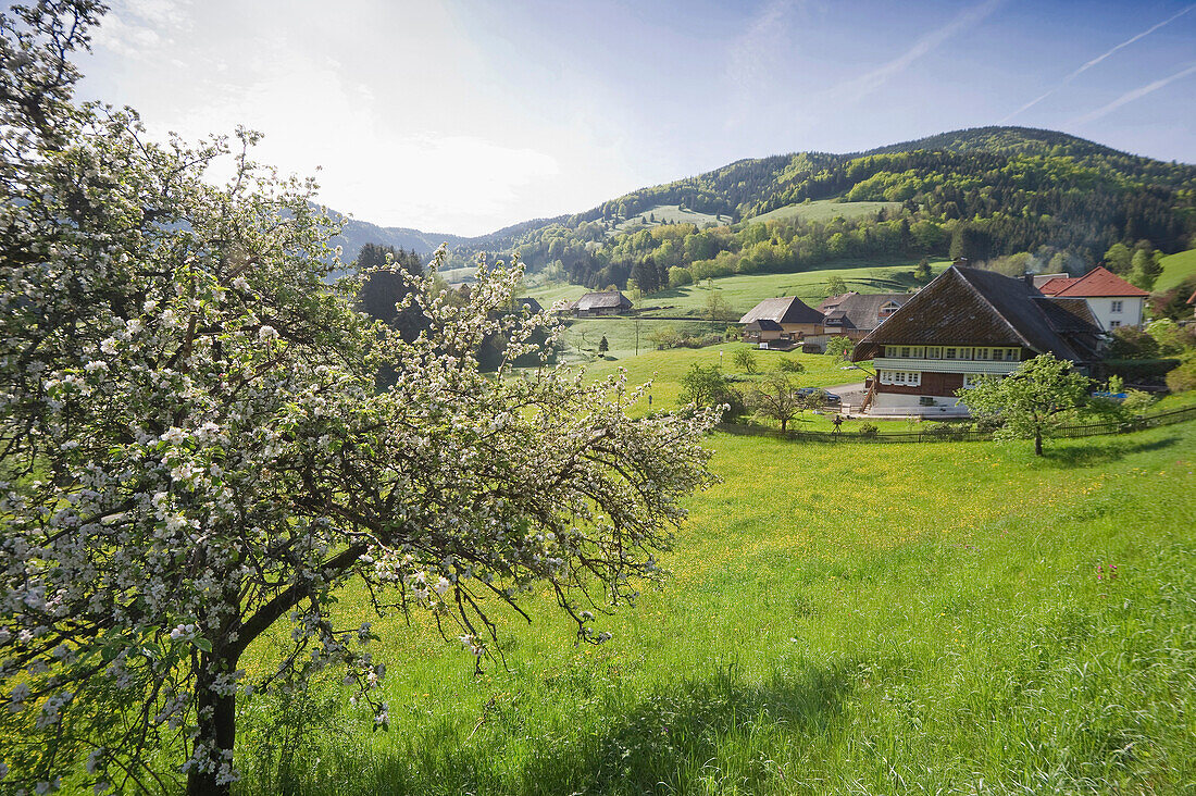 Idyllische Landschaft und Bauernhäuser in Präg, nähe Todtnau, Schwarzwald, Baden-Württemberg, Deutschland, Europa