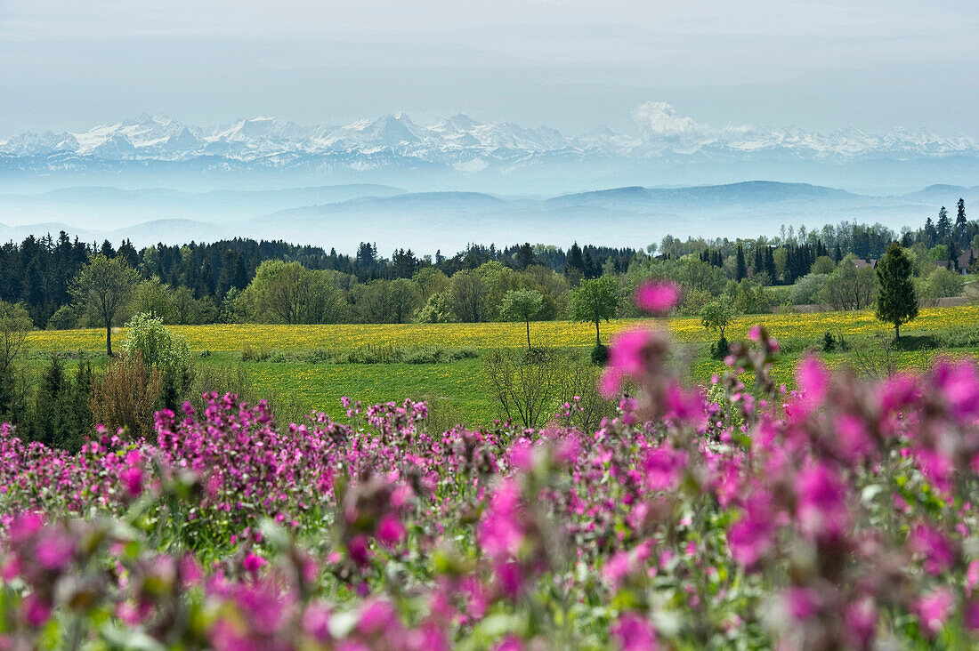 Flower meadow and Swiss Alps, Black Forest, Baden-Wuerttemberg, Germany, Europe