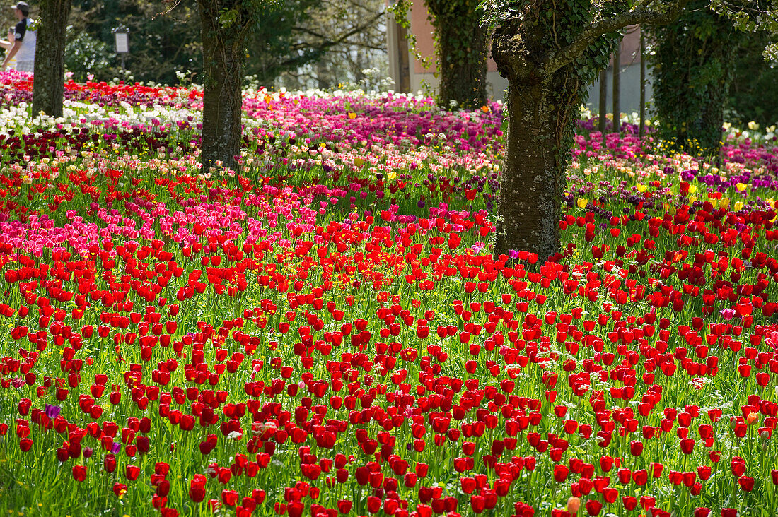 Flower meadow with tulips, Mainau Island, Lake Constance, Baden-Wuerttemberg, Germany, Europe