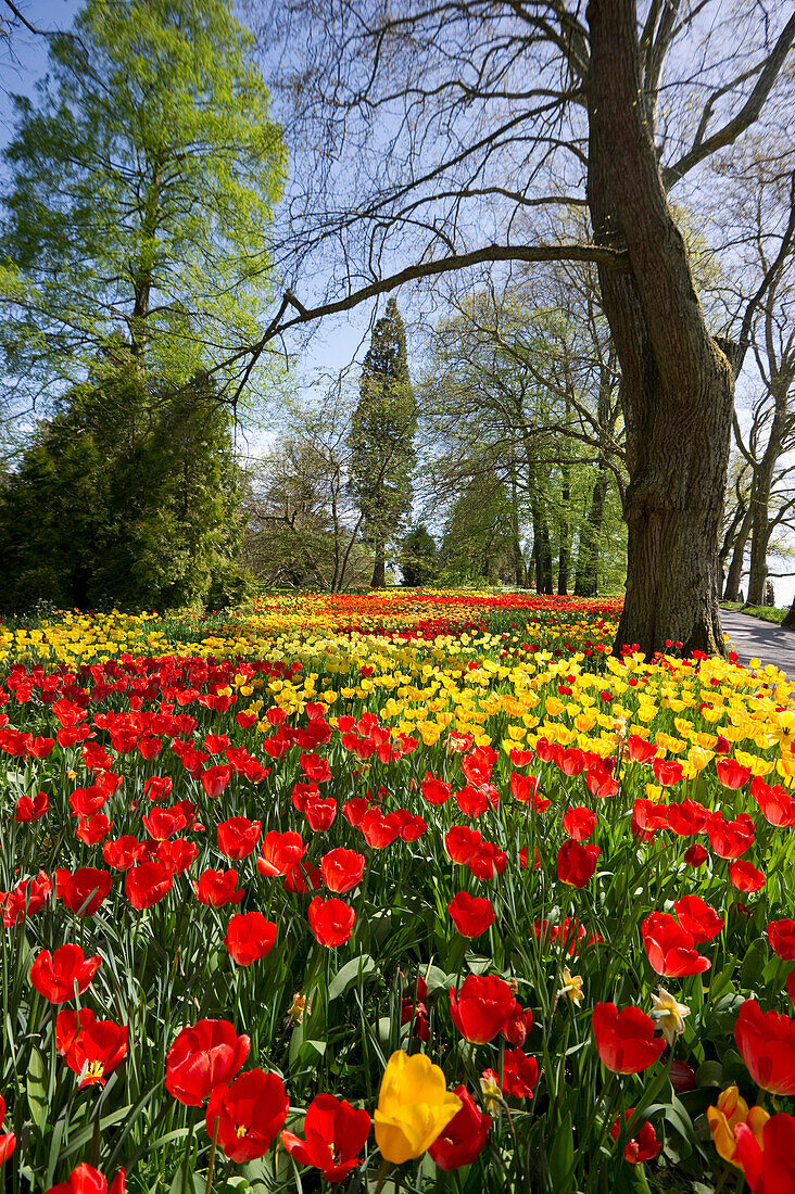 Flower meadow with tulips, Mainau Island, Lake Constance, Baden-Wuerttemberg, Germany, Europe