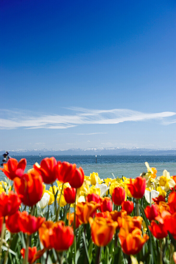 Flower meadow with tulips, Lake Constance and the Alps in the background, Mainau Island, Lake Constance, Baden-Wuerttemberg, Germany, Europe