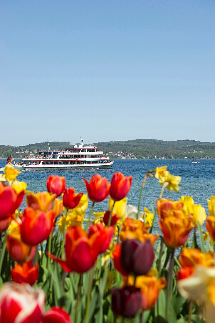 Flower meadow with tulips, Lake Constance and a ferry in the background, Mainau Island, Lake Constance, Baden-Wuerttemberg, Germany, Europe
