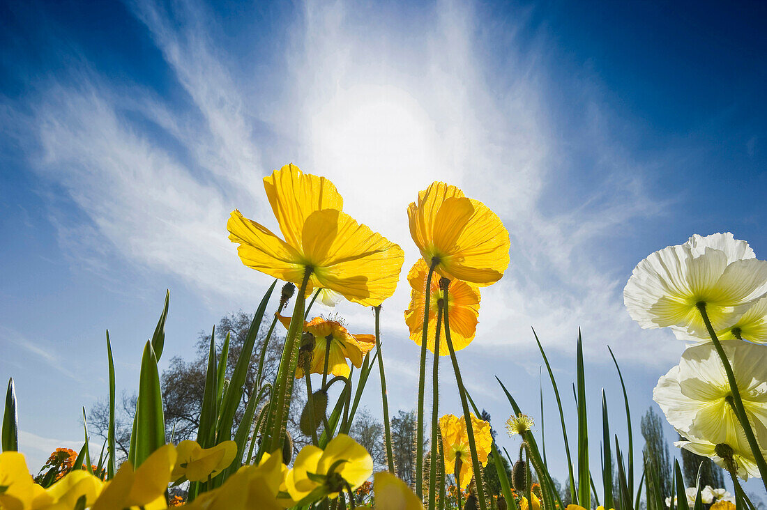 Yellow poppies, Mainau Island, Lake Constance, Baden-Wuerttemberg, Germany, Europe