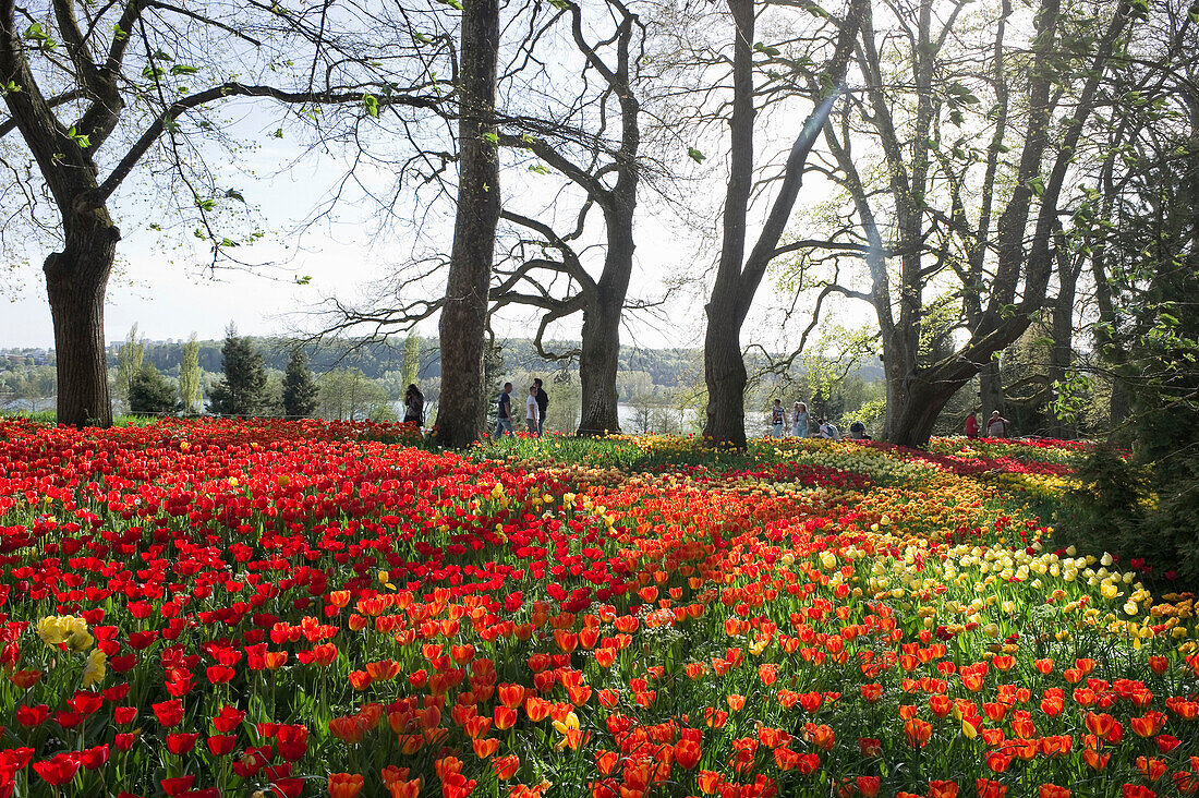 Tulpenwiese, Insel Mainau, Bodensee, Baden-Württemberg, Deutschland, Europa