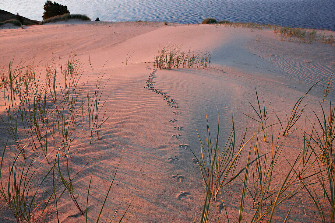 Vogelspuren auf einer Wanderdüne, Kurisches Haff nördlich Perwelk, Kurische Nehrung, Ostsee, Litauen, Europa