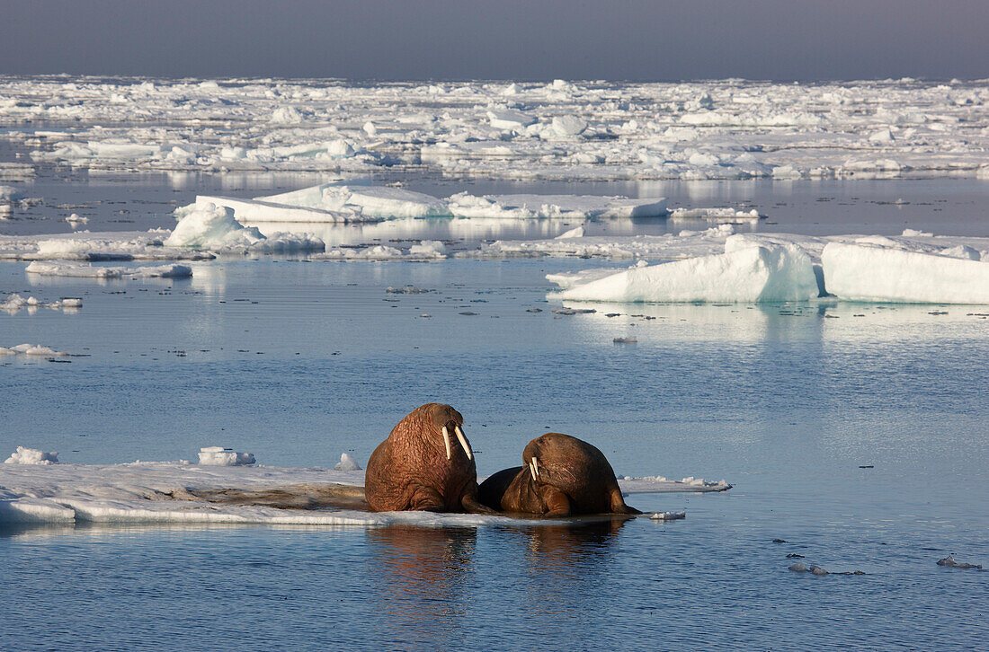 Walrosse, Walrösser auf einer Eisscholle, Hinlopenstretet, arktisches Meer, Spitzbergen, Norwegen, Europa
