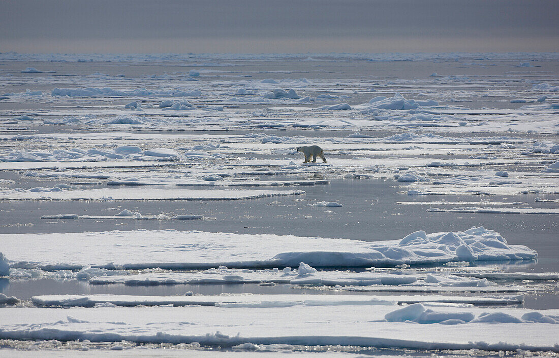 Eisbär im Packeis, arktisches Meer, Spitzbergen, Norwegen, Europa