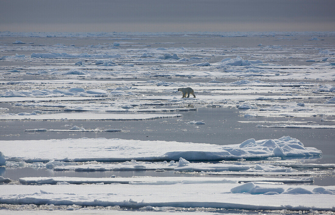 Polar bear in pack ice at Hinlopenstretet, Arctic Ocean, Svalbard, Norway, Europe