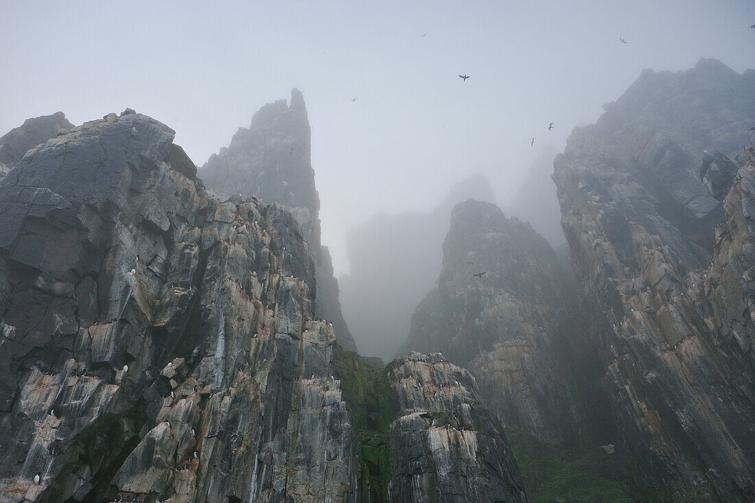 Vogelfelsen im Nebel, Hinlopenstretet, Spitzbergen, Norwegen, Europa